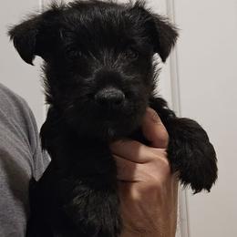 Gray - Male4 - Black male Scottish Terrier puppy in Conroe, Texas from Scotch McLaren Terriers