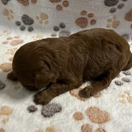 Orange collar - Red  male Goldendoodle puppy in North Carolina from Lynes of Doodles