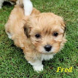 Fred - Havanese puppy in Goldsboro, North Carolina from Heaven Sent Havanese