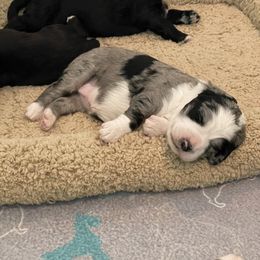 Bernedoodle and Bernese Mountain Dog Puppies from Brentwood Berners