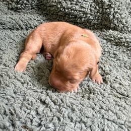 Clemintine (light green female) - Dark golden female Golden Retriever puppy in Stigler, Oklahoma from Red MAX Golden Retrievers