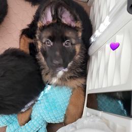German Shepherd Puppies from Vom Feuer Shepherds