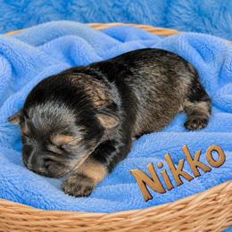 Nikko AKC RARE Red Pepper - Salt and pepper male Miniature Schnauzer puppy in Dayton, Texas from Von Baron Schnauzers