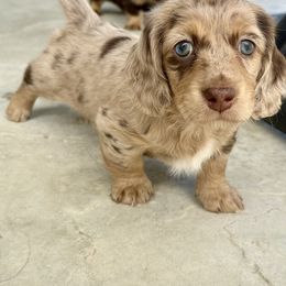Dachshund Puppies from Gem State Mini Dachshunds