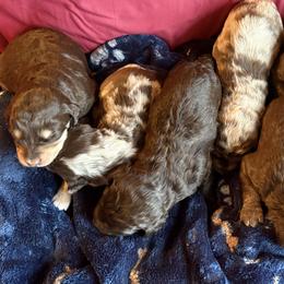 Aussiedoodle, Miniature Australian Shepherd, and Toy Australian Shepherd Puppies from Scott’s Aussies LLC