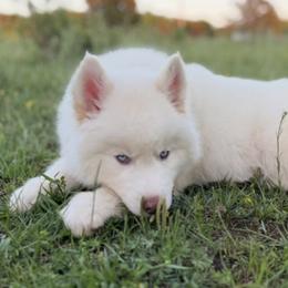 Pomsky and Siberian Husky Puppies from A-Dream Pomsky Kennel