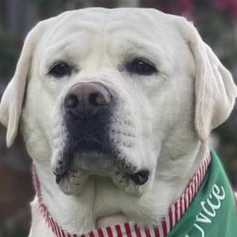 Labrador Retriever All Grown Up from Kylie's White Labradors of Scottsdale