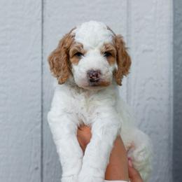 Jules - Red female Bernedoodle puppy in Fishers, Indiana from Fishers Bernedoodles