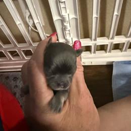 Daphne - Blue fawn female Chihuahua puppy in Dime Box, Texas from Color Me Crazy Chihuahuas