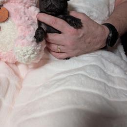 Pug Puppies from Swift Pigd