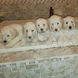 Goldendoodle Puppies from Lesia's Goldendoodles