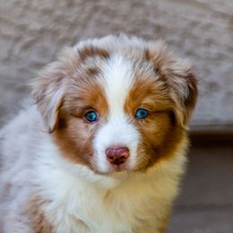 Miniature Australian Shepherd Puppies from Rockin D Mini Aussies