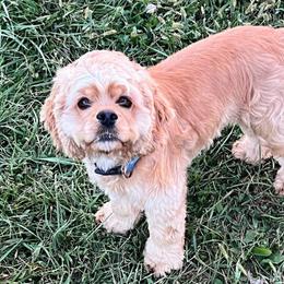 Daisy - Cocker Spaniel