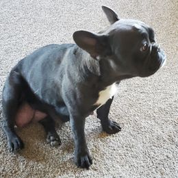 French Bulldogs from Sue's Frenchies