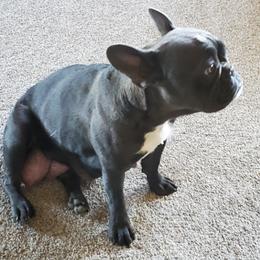 French Bulldogs from Sue's Frenchies