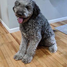 Goldendoodle All Grown Up from Simply Doodles LLC