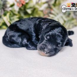 Goldendoodle and Shihpoo Puppies from Stormie's Doodles