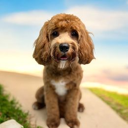 Lyla - Cavapoo