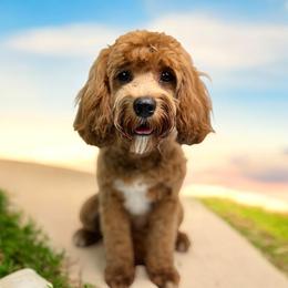 Lyla - Cavapoo