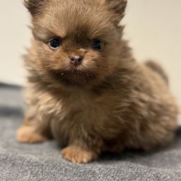 Girl 2 - Lavender female Pomeranian puppy in Newport Beach, California from Exotic City Pomeranians and chihuahuas