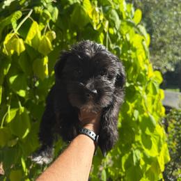 Lucy - Black female Yorkipoo puppy in Henderson, North Carolina from Dorans Danes and Doodles