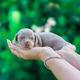 Raviella - Fawn (isabella) and tan female Dachshund puppy in Fort Myers, Florida from Blossom Paws