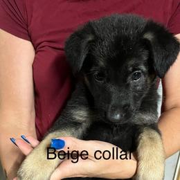 Beige collar - Black and tan female German Shepherd puppy in Rushsylvania, Ohio from Surgenor Shepherds!