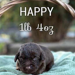 Happy - Chocolate female Dilute Retriever puppy in Puyallup, Washington from 12 Door Farm Labradors