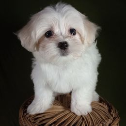 Companion Cross, Maltese, and Maltipoo Puppies from Seeking Shalom Acres Maltese, Maltipoos & Havamalts