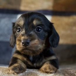 Beau - Black and cream male Dachshund puppy in Midland, Texas from The Barefield Doxies