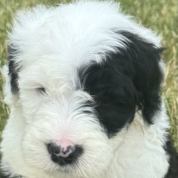Boy 1 - male Sheepadoodle puppy in Howell, Michigan from Animal Crackers