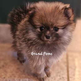 Sammie - Black and tan parti female Pomeranian puppy in Granby, Colorado from Grand Poms