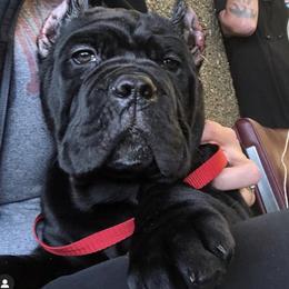 Cane Corso Puppies from Virtue Cane Corso