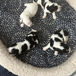 Cavalier King Charles Spaniel Puppies from Charming cavaliers