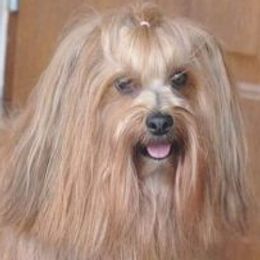 Havanese from High Moon Havanese
