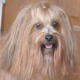 Havanese from High Moon Havanese
