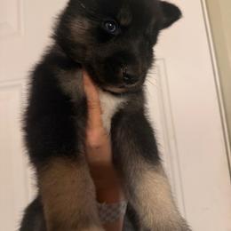 Dill - Black tan and white male Siberian Husky puppy in West Baldwin, Maine from Douglas Mountain Farm and Kennel