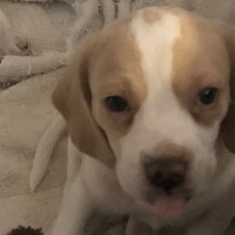 Beagles from Mountain River Beagles
