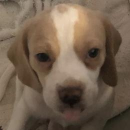 Beagles from Mountain River Beagles