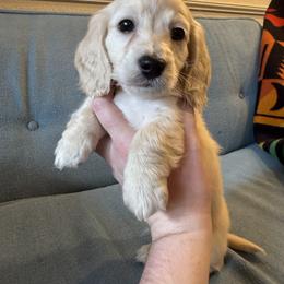 Boy 3 - Cream male Dachshund puppy in Walla Walla Valley, Oregon from English Cream Dachshunds