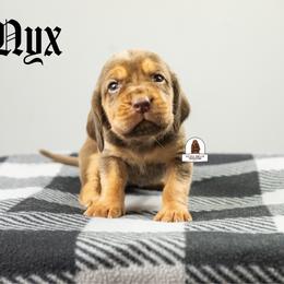 Nyx - Liver and tan female Bloodhound puppy in Wamego, Kansas from Flint Hills Hounds