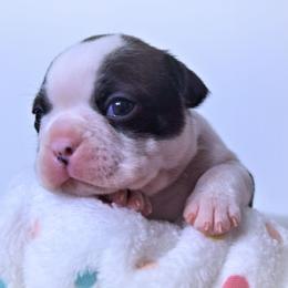 Baby Gunner - Black brindle and white male Boston Terrier puppy in Kingsport, Tennessee from Sleepwalker Bostons