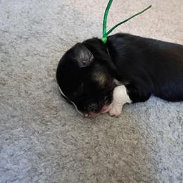 Sterling (green) - Black tri-color male Australian Shepherd puppy in Okeechobee, Florida from Rothsolid Puppies