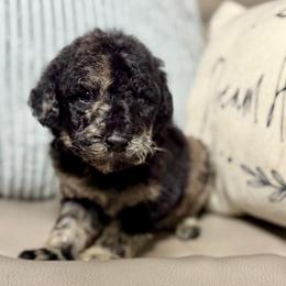 Lyric - Merle female Goldendoodle puppy in Lake City, Florida from Dream Hollow Farm