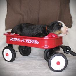 Brown Boy - Black rust and white male Bernese Mountain Dog puppy in Bayard, Nebraska from Colson Kennels