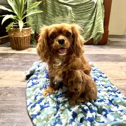 Brownie - Cavalier King Charles Spaniel