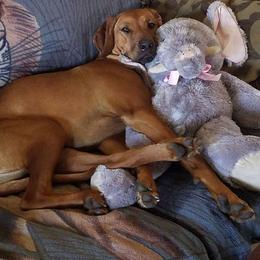 Rhodesian Ridgebacks from Mandela's Amandla Ridgebackz