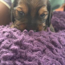Baby 3 - Chocolate male Dachshund puppy in Pittsboro, North Carolina from Hannau Doxies