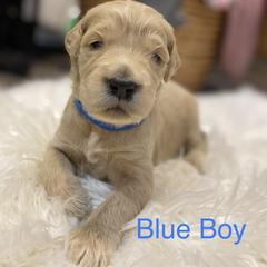 Double Doodle Puppies from Northern Valley Doodles