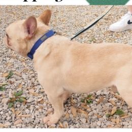 French Bulldogs and Olde English Bulldogges from South Central Bulldogs